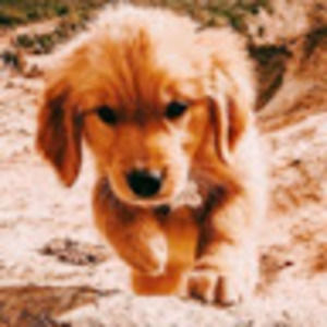 Meet your Posher, Charlie